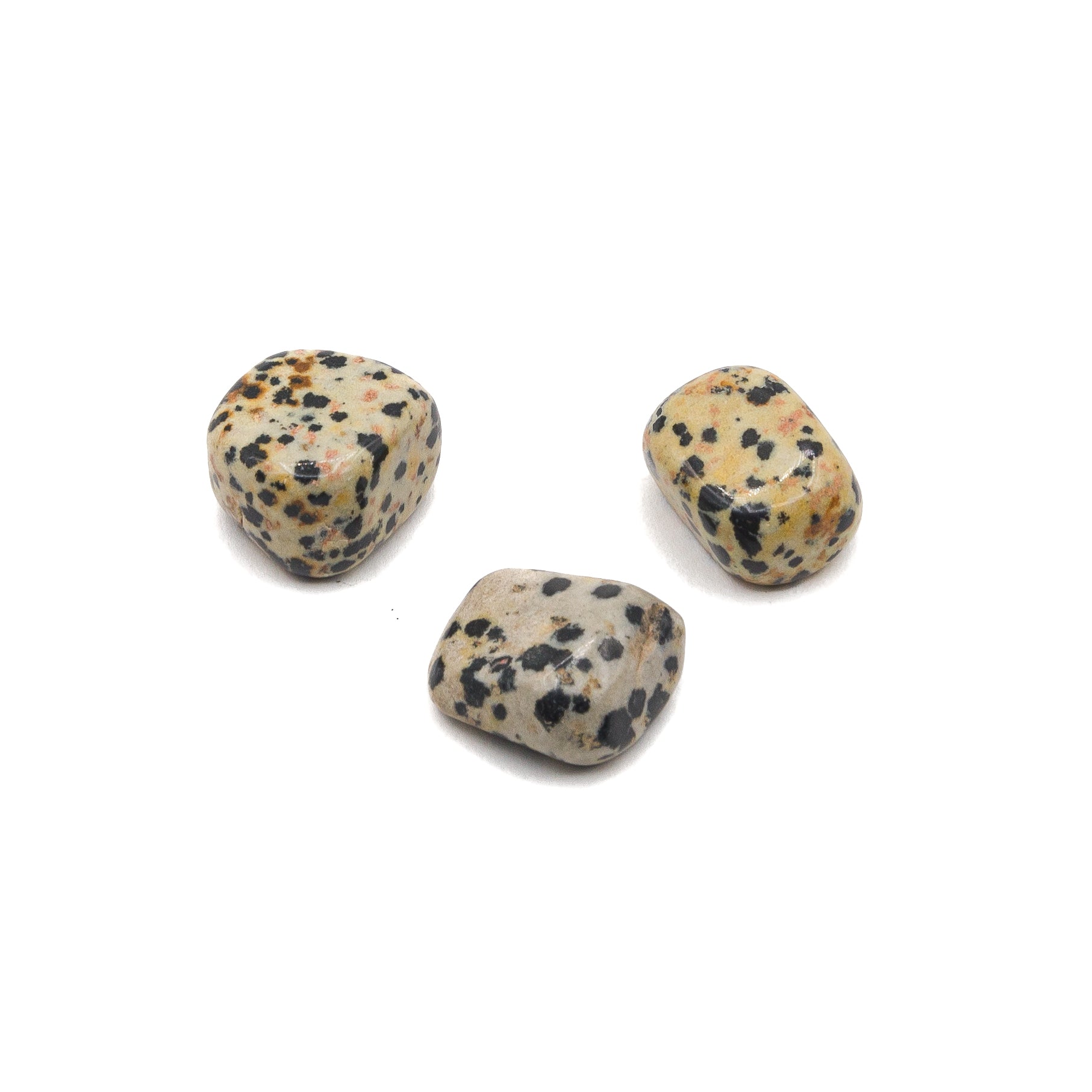 Jasper - Dalmatian Tumble $4